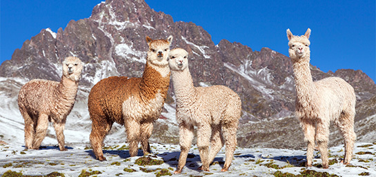 Seguro de viaje a Ecuador: Qué coberturas tiene